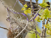 Female Red Winged Black Bird Builds a Nest
