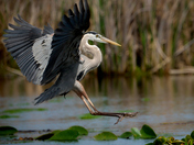 Blue Heron Landing