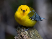 Prothonotary warbler from Point Pelee