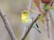 Yellow-throated vireo 