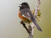 Eastern towhee 