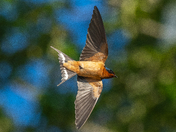 Barn Swallow