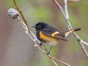 American redstart 