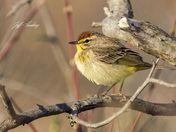 Palm warbler