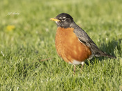 American robin