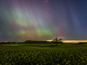 Canola Field Under The Lights