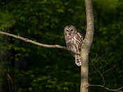 Barred Owl 