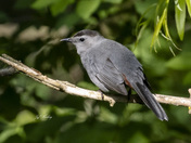 Grey catbird