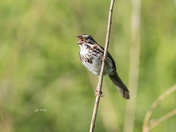 Song sparrow