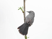 Catbird