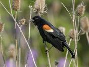 Male redwinged blackbird