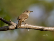 House wren