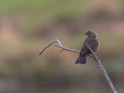 Raindrops Keep Falling On My Head