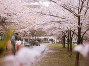 Til next time cherry