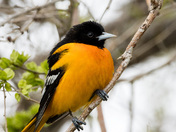 Baltimore Oriole 