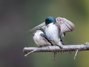 Tree Swallow Love