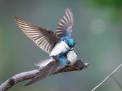 Tree Swallow Love