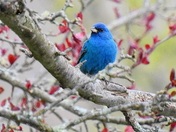 Indigo Bunting