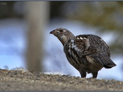 Ruffed Grouse
