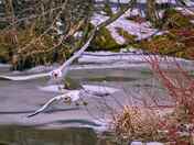 Ring-billed Gulls fighting for prey