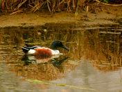 Northern Shoveler