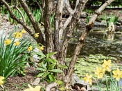Springtime at the Halifax Public Gardens