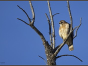 Broad-winged Hawk