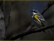 Yellow-rumped Warbler [Myrtle]