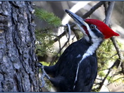 Pileated Woodpecker
