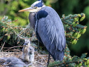 Great blue Heron and chick.