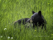 Spring Black Bear