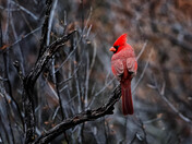 Moody Cardinal