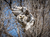 Great Horned Owl on a Mission