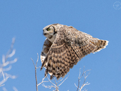 Great Horned Owl in Flight 