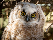 A Fledging Great Horned Owl 