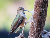 Rufous Profile