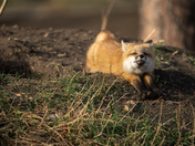 Red Fox Kit
