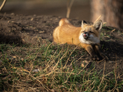 Red Fox Kit