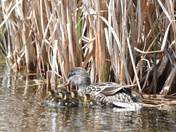 Mallard and young