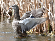 Protecting her babies