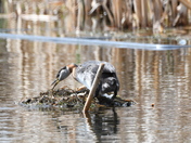 Grebe and nest