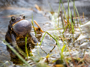 Eastern American Toad
