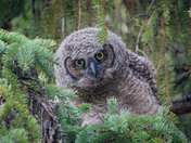 Owlet