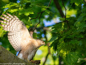 Cooper's Hawk fending off a squirrel