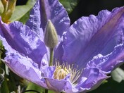 Clematis 