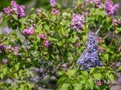 Royal Botanical Gardens Burlington Lilacs May 2024