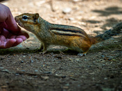 Chimpunk: Royal Botanical Gardens Burlington