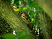 Chimpunk: Royal Botanical Gardens Burlington