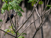 Red Winged Black Bird - Royal Botanical Gardens Burlington