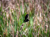 Red Winged Black Bird - Royal Botanical Gardens Burlington
